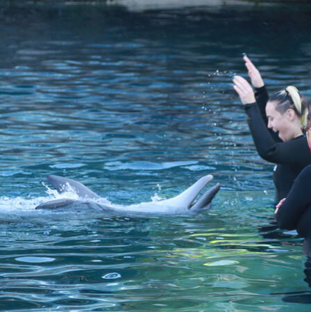 Hayden playing with a dolphin at SeaWorld